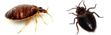Bed Bugs Control Aligarh