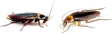 Cockroach Control Aligarh