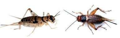 Crickets Control Aligarh