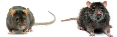Rats & Rodent Control Aligarh
