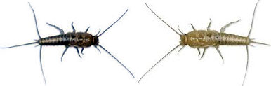 Silverfish Control Aligarh