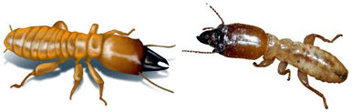 Termite Control Aligarh