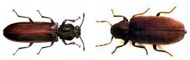 Wood Borers Control Aligarh